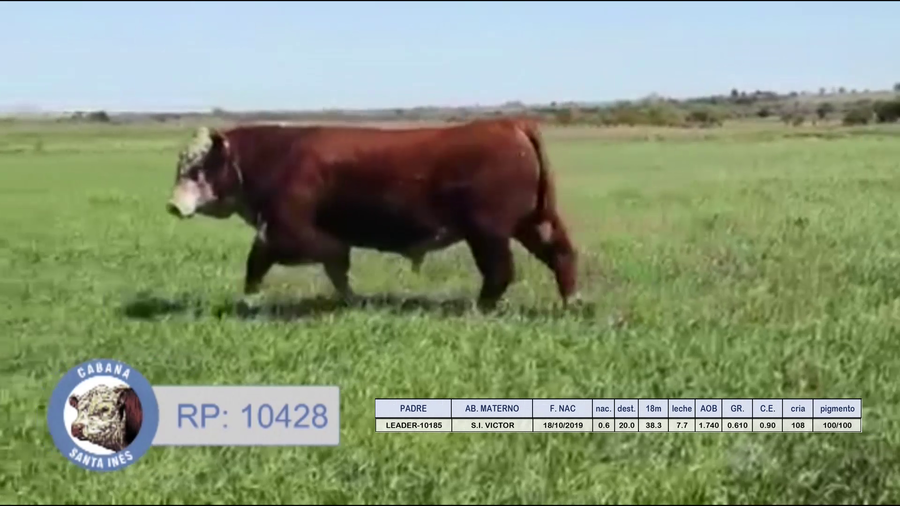 Lote TOROS POLLED HEREFORD
