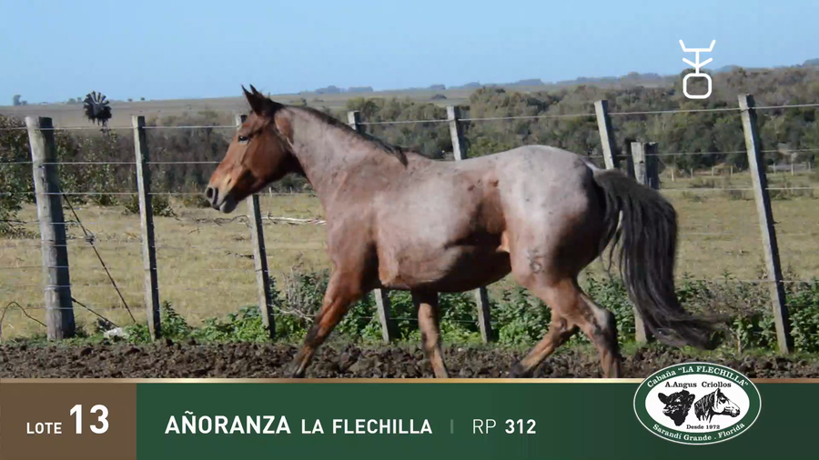 Lote AÑORANZA LA FLECHILLA