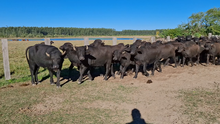Lote 35 Búfalas