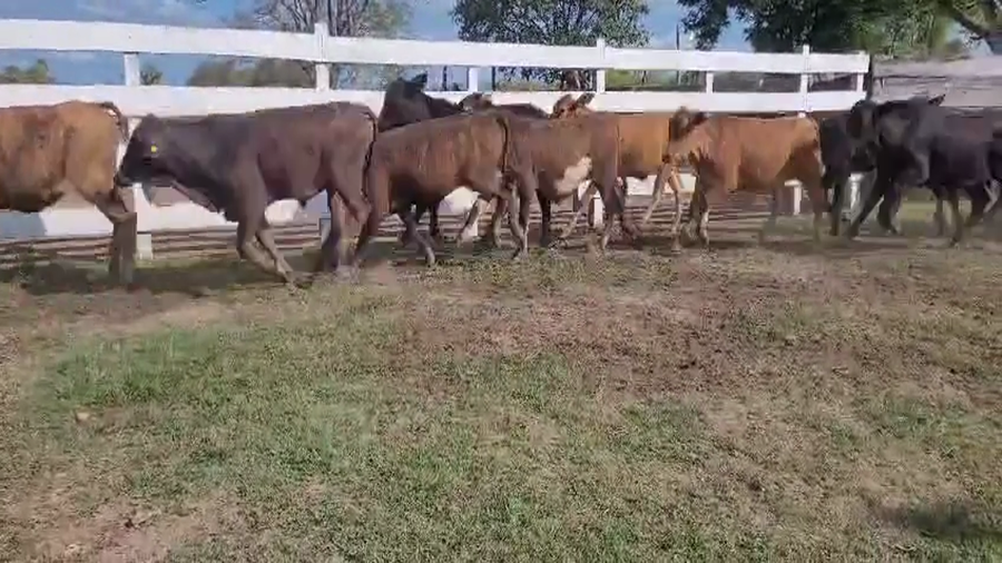 Lote 121 Terneros/as en Chaco, Makallé