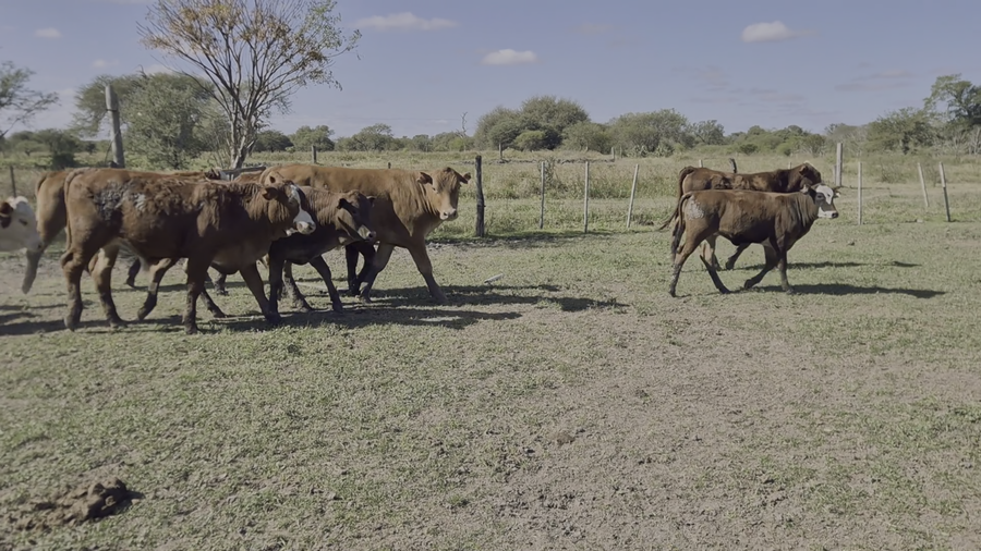 Lote 42 Terneros