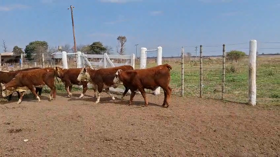 Lote 12 Terneras Braford en Sunchales, Santa Fe