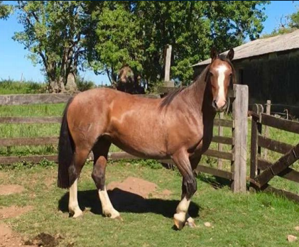 Lote LA RINCONADA RUBIA