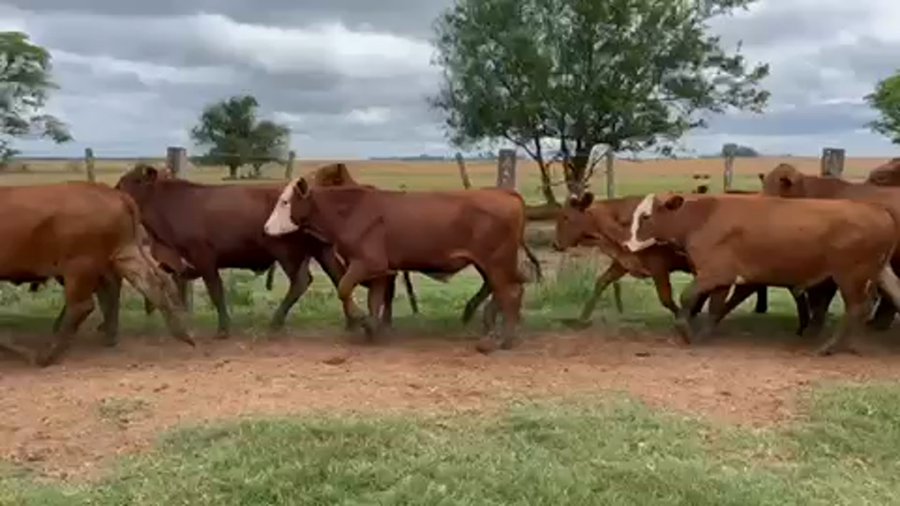 Lote 65 Novillos en Virasoro, Corrientes