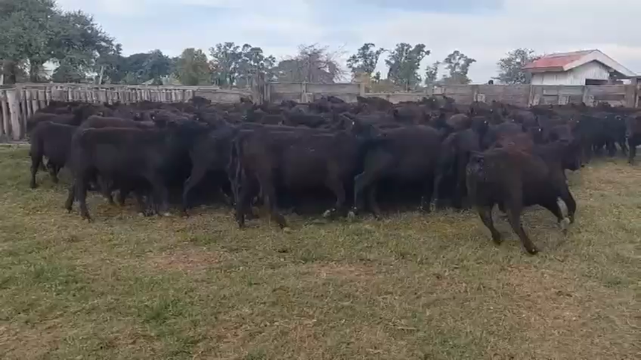 Lote 120 Terneras