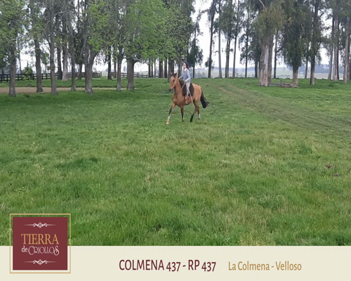 Lote Colmena 437 (RP 437) - Cabaña La Colmena