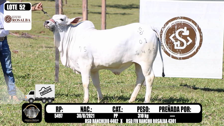 Lote LOTE -  52 A BOZAL -RP 5497