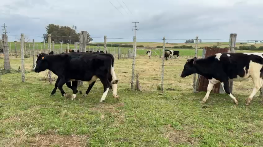 Lote TERNEROS Y TERNERAS