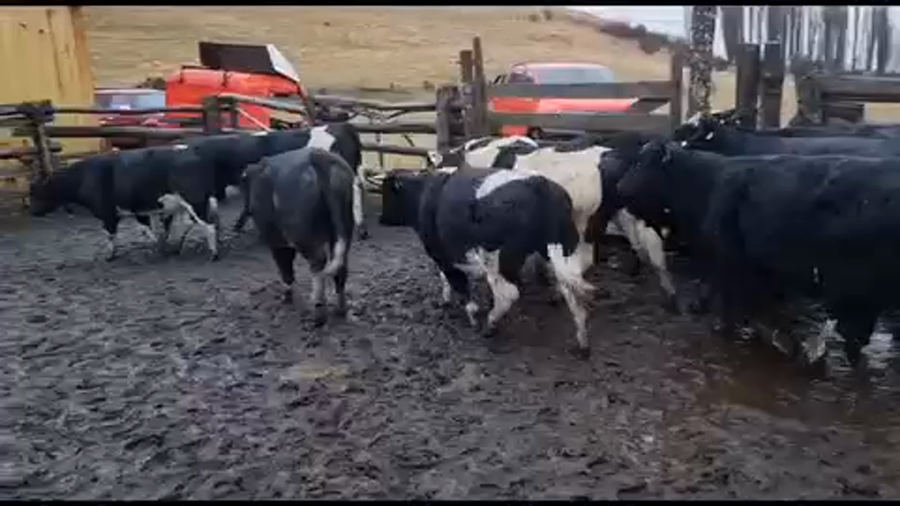 Lote 12 Novillo Engorda en XI Región Aysén, Coyhaique