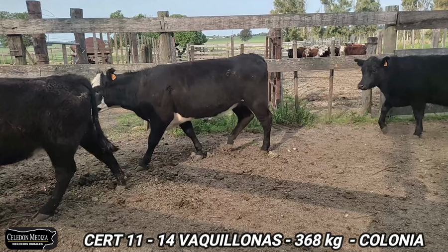 Lote 14 Vaquillonas 1 a 2 años en Campana, Colonia