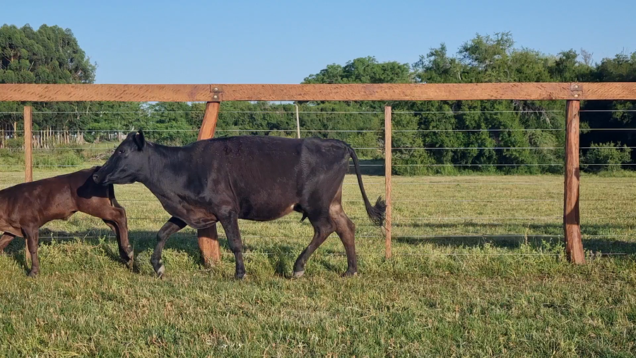 Lote 42 Vacas con Cría