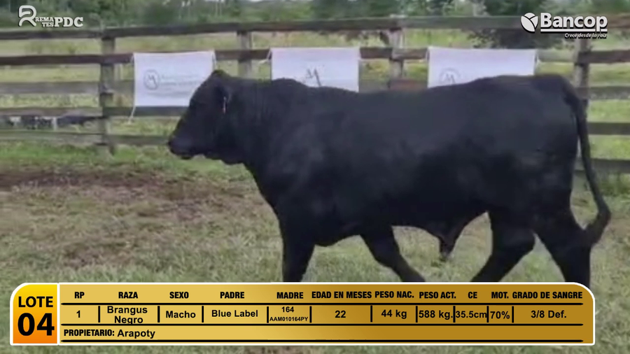 Lote Toros Brangus Negro a remate en Viernes 30 de mayo- Remates PDC, Paraguarí