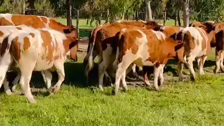 Lote 22 Novillo Engorda en Melipilla, Región Metropolitana