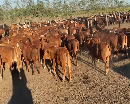 Lote 80 Novillitos en Pirané, Formosa