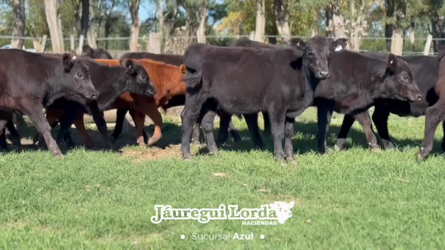 Lote 86 Terneros/as