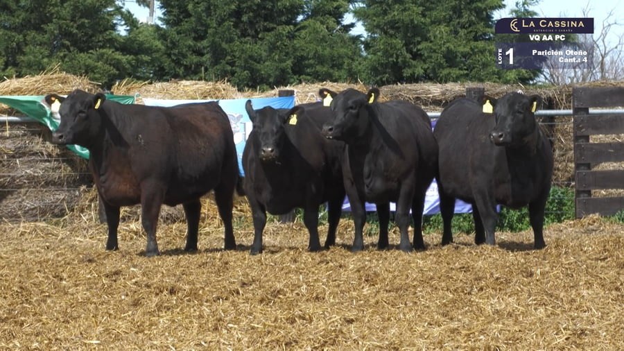 Lote VAQUILLONAS A. ANGUS NEGRAS PARICION OTOÑO