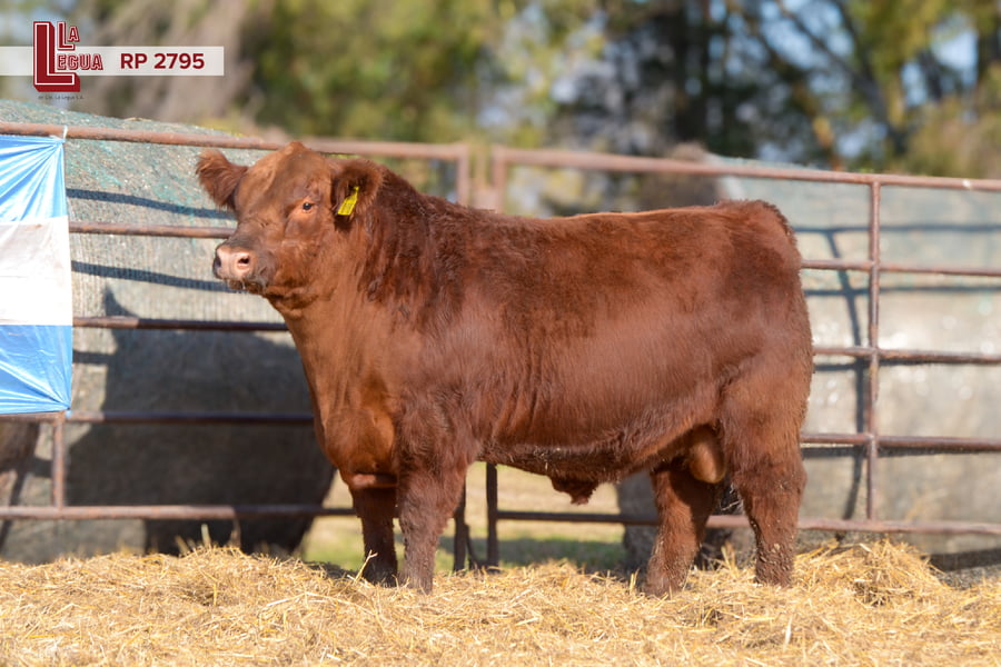 Lote TOROS ANGUS  PP