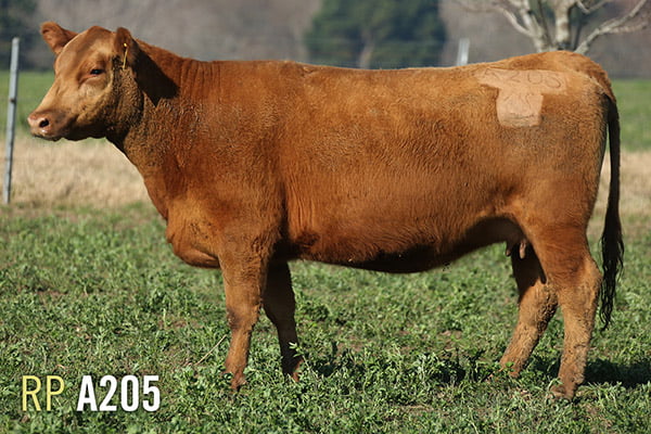 Lote 4 VACAS PREÑADAS PURAS DE PEDIGREE