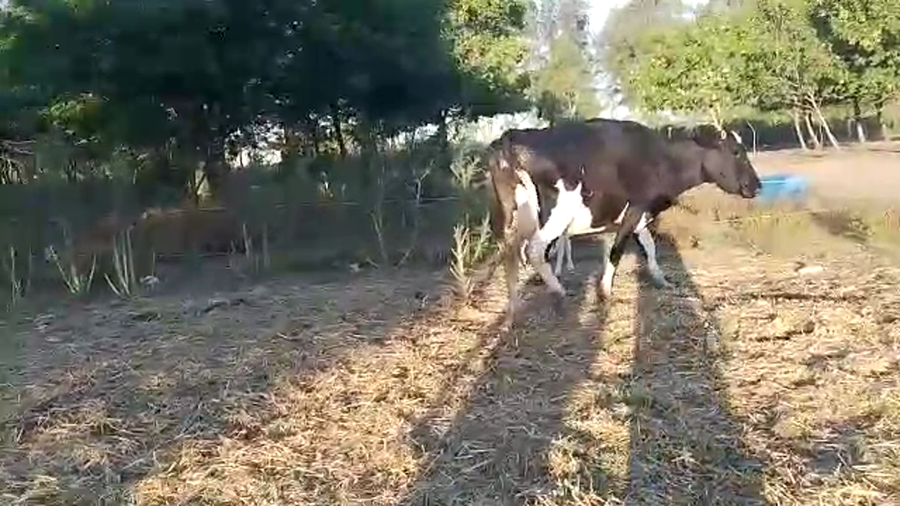 Lote 2 Piezas de Cría Jersey