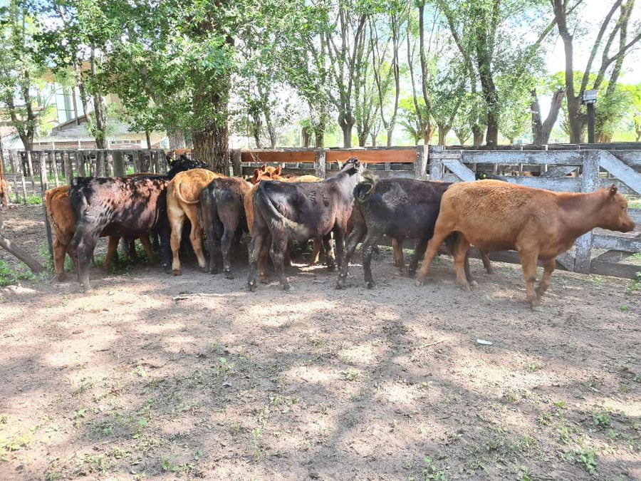 Lote 14 Terneros en Gral. Lamadrid, Buenos Aires