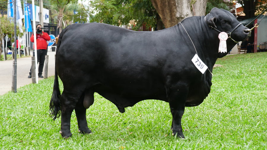 Lote Brangus a Bozal Expo 2022 RP 1057 - Lote 6