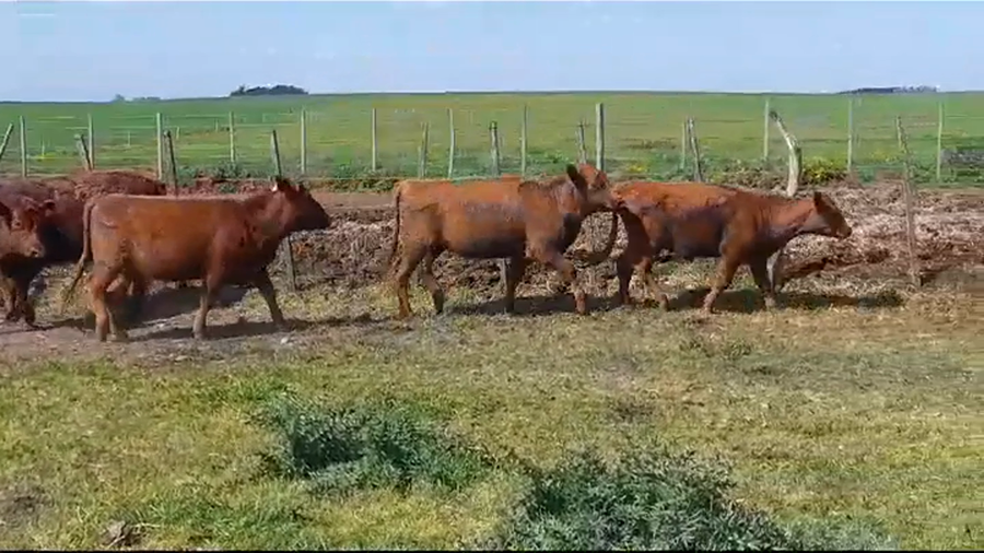 Lote (Vendido)4 Terneras ANGUS a remate en #37 Pantalla Carmelo 250kg -  en AGRACIADA