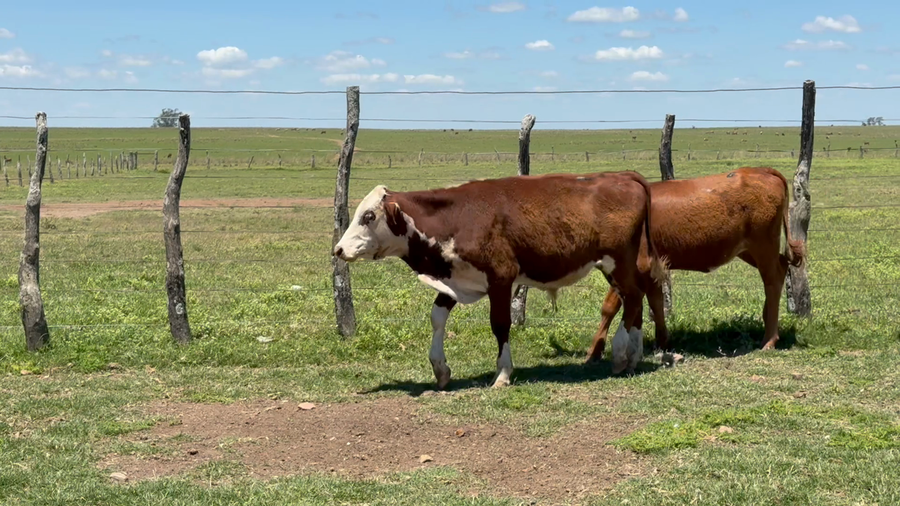 Lote 73 Terneros/as en Corrientes, Mercedes