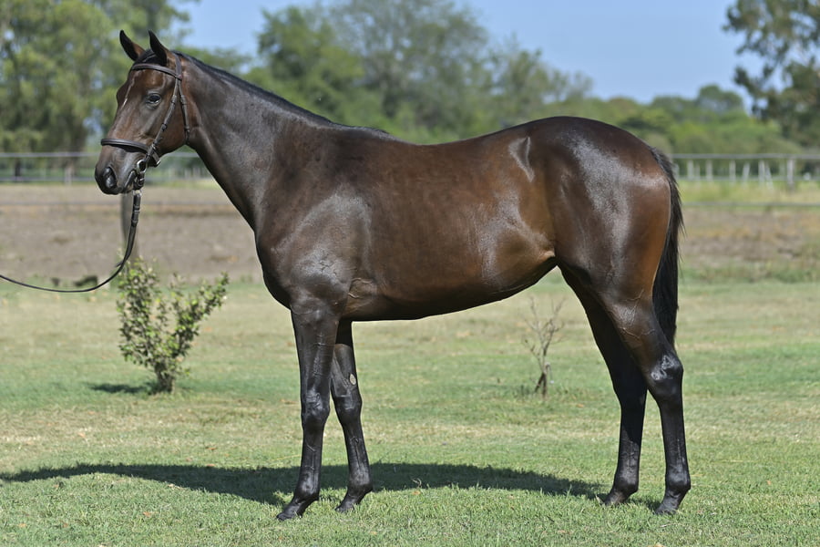 Lote WIND GATE (H) - PORTAL DEL ALTO x WIND CAT