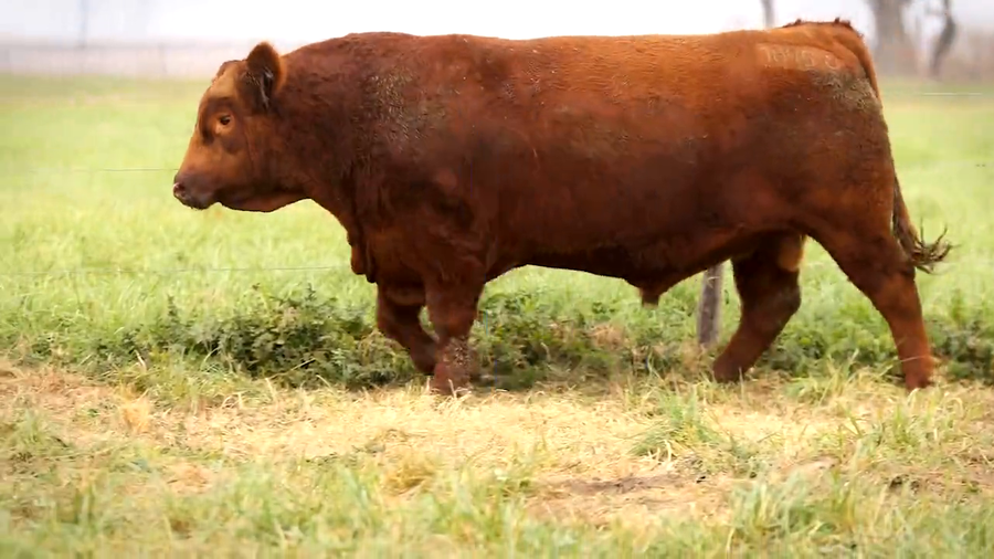 Lote TOROS PP DESTACADOS