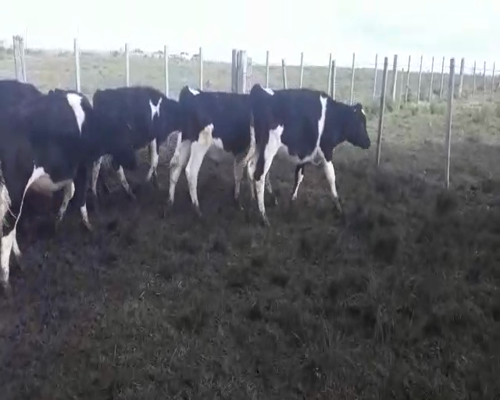 Lote 21 Terneros HOLANDO a remate en Pantalla Camy 140 - 150kg - , San José