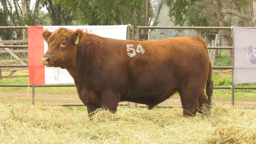 Lote TOROS ANGUS COLORADOS  PC