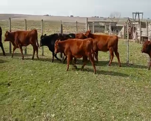 Lote terneras