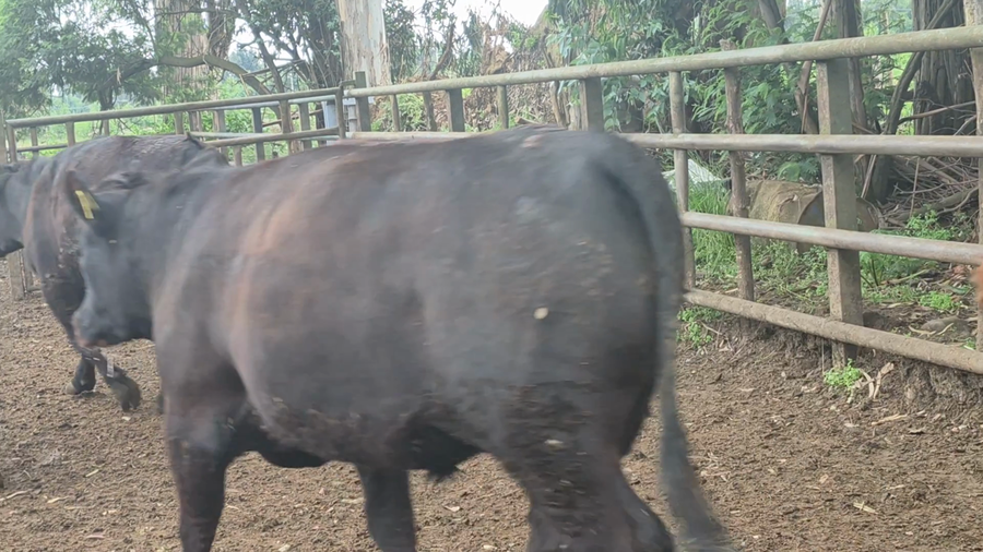 Lote 45 Novillo Gordo en Pelarco, VII  Región Maule