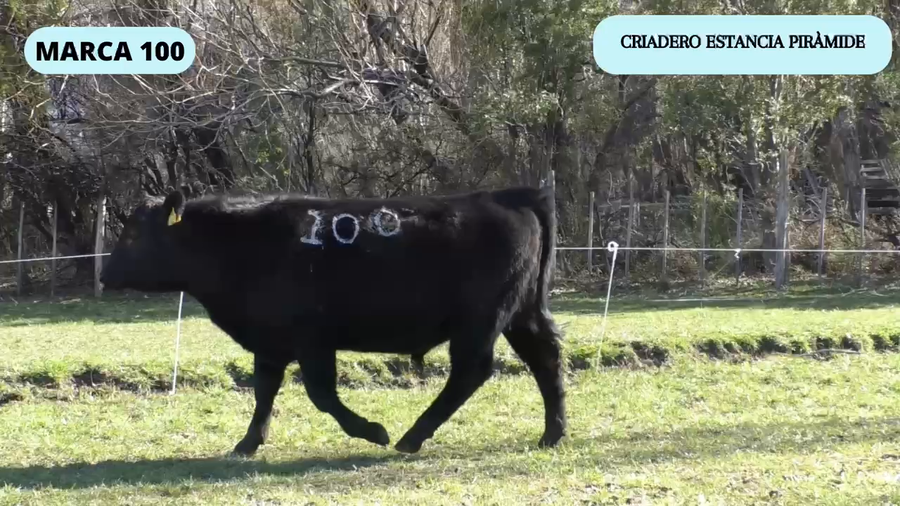 Lote 1 Toro en Río Ibáñez, XI Región Aysén