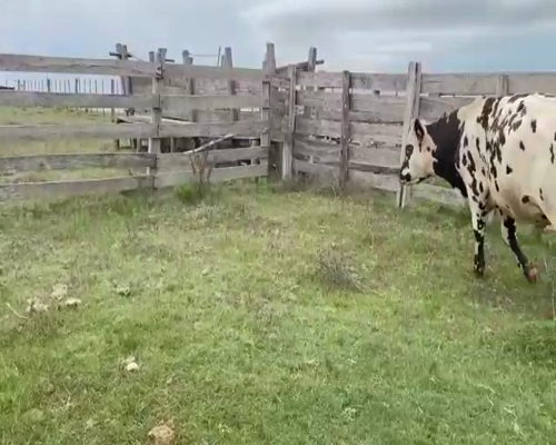 Lote (Vendido)Toros NORMANDO a remate en Entre Martillos en MUNDO AZUL