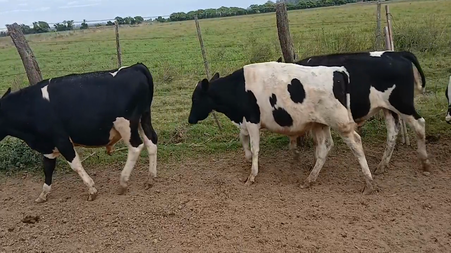 Lote 19 Terneros Holando Argentino en Sunchales, Santa Fe