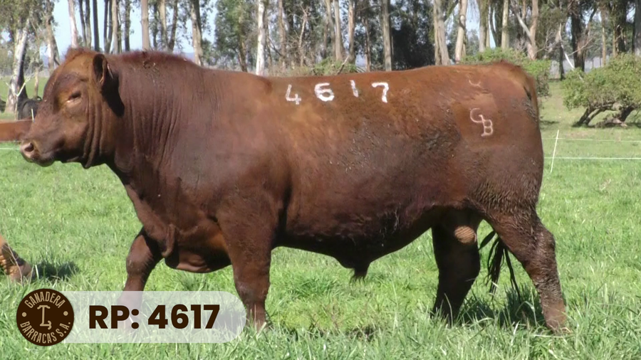 Lote RP 4617