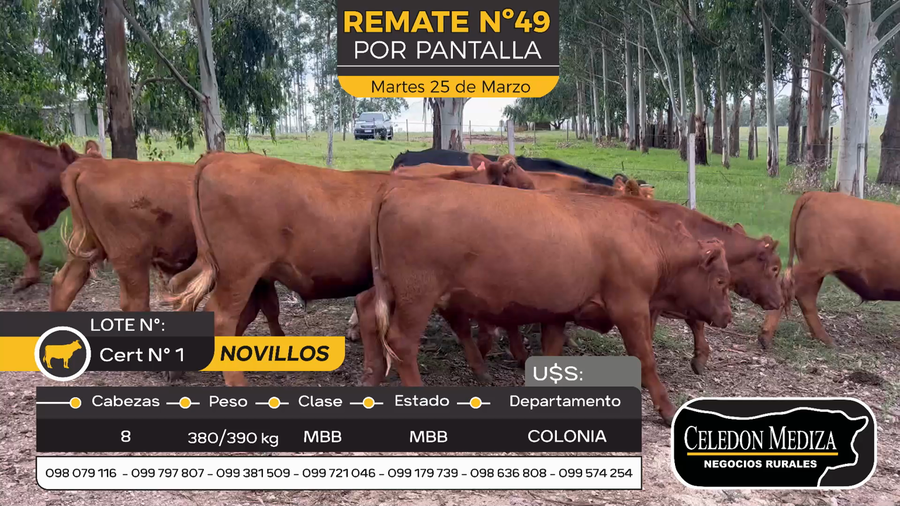 Lote 8 Novillos en Paso Antolín, Colonia