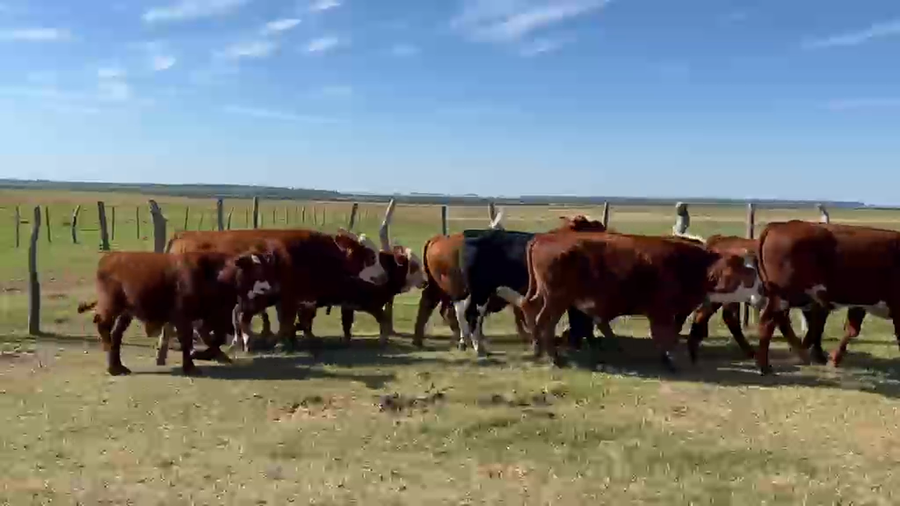 Lote 70 Terneros