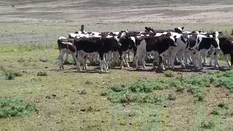 Lote (Vendido)26 Terneros Holando HOLANDO a remate en PANTALLA FEDERICO GARLAND 130kg -  en TRES ESQUINAS