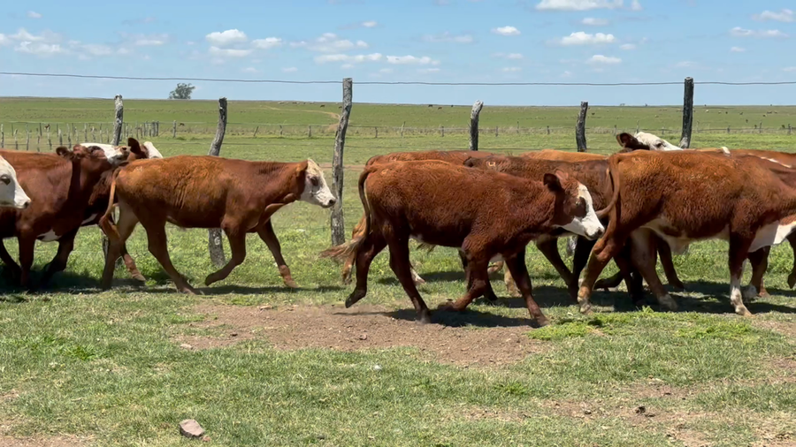Lote 73 Terneros/as en Corrientes, Mercedes