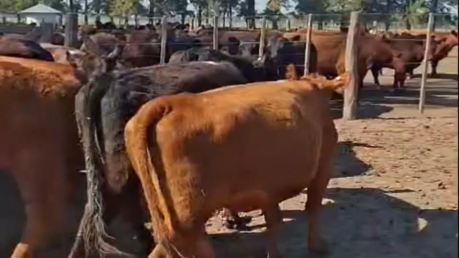 Lote 21 Vaquillonas preñadas