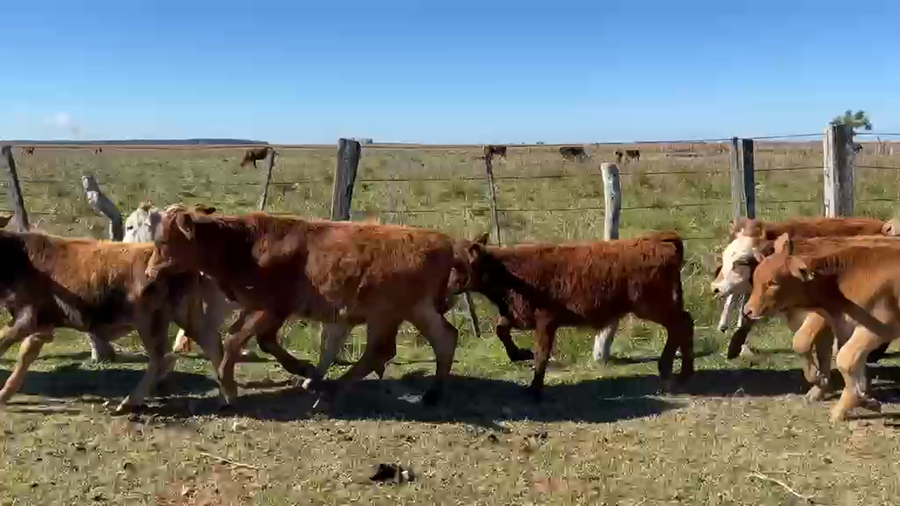 Lote 130 Terneros/as en Corrientes, Paso de Los Libres
