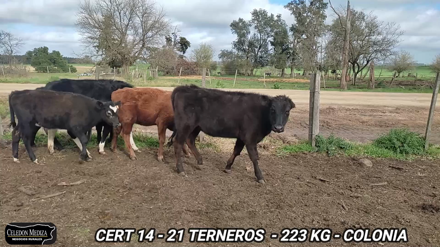 Lote 21 Terneras en Paso Antolín, Colonia