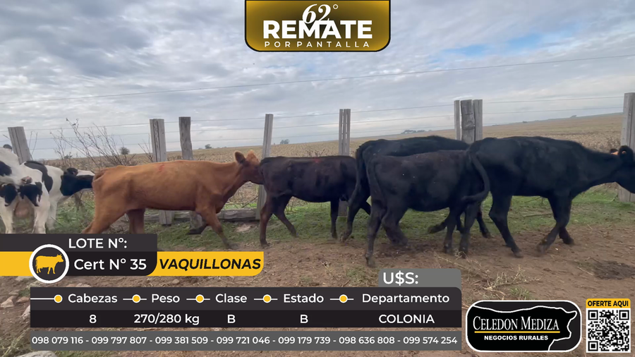 Lote 8 Vaquillonas  en  La Horqueta, ruta 21,Colonia