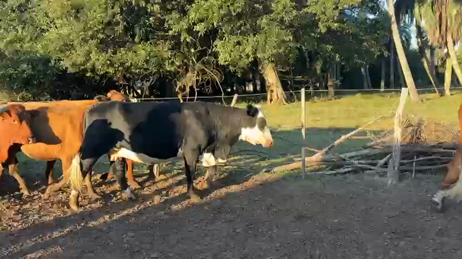 Lote 100 Vacas de invernar