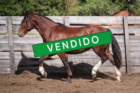 Lote MENTADO ESCORPION