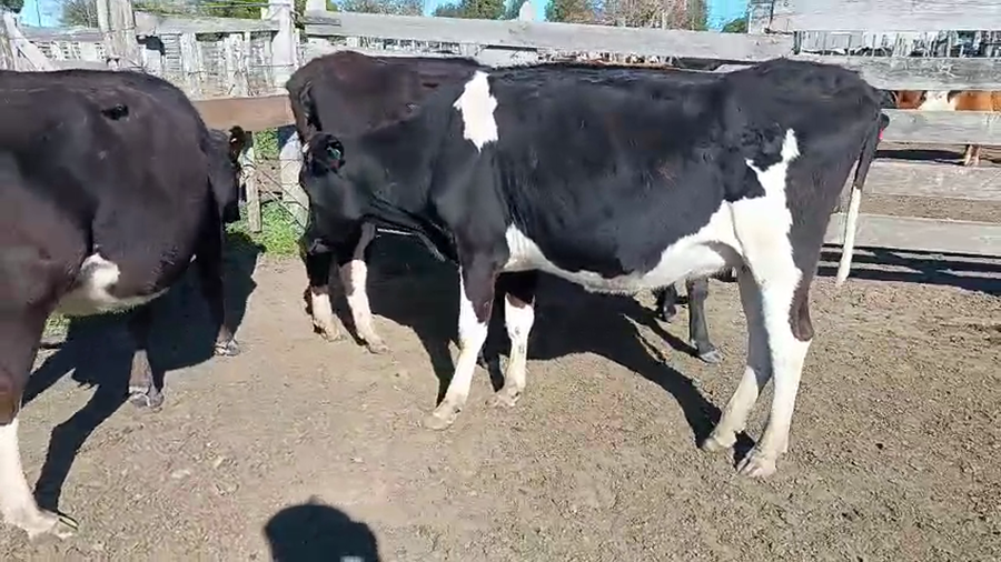 Lote 4 Vaquillonas  a remate en Pantalla Aniversario - Escritorio Camy 400kg - , San José