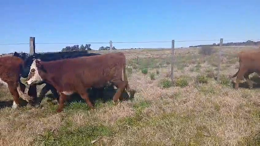 Lote 20 Novillos a remate en Pantalla Aniversario - Escritorio Camy, San José