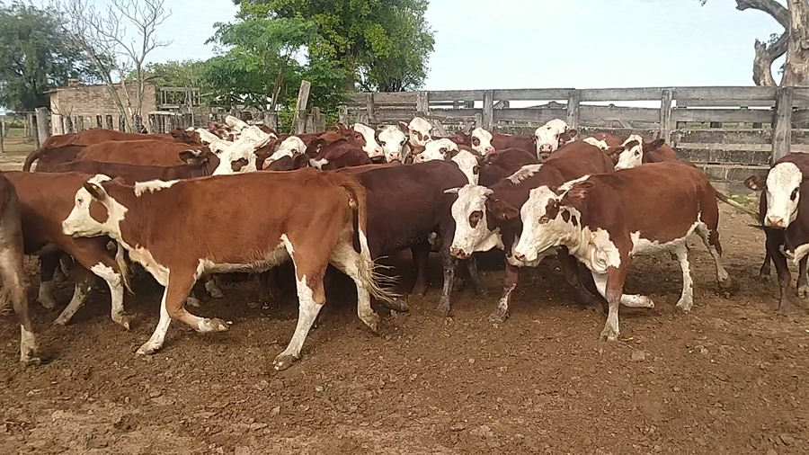 Lote 31 Vaquillonas en Laguna Limpia, Chaco